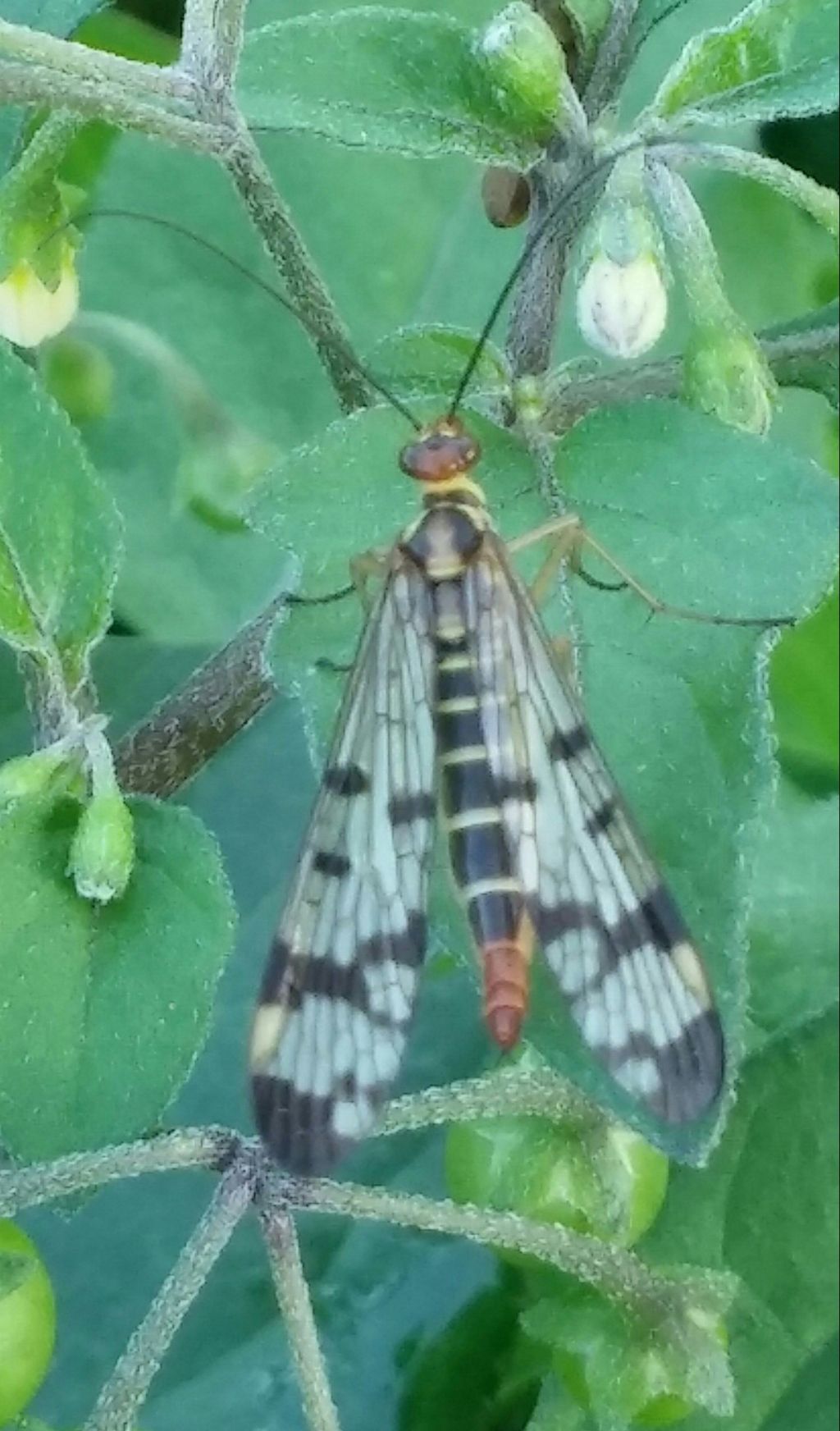 Panorpa gr. cognata, femmina